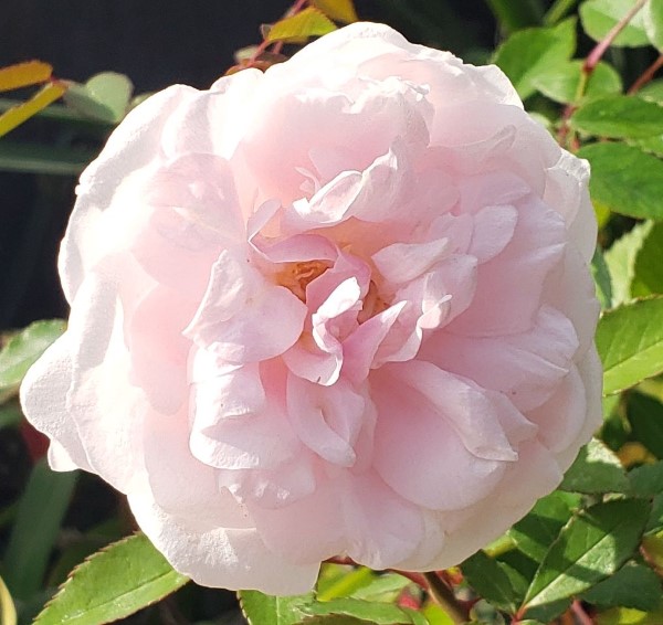 Cècile Brünner Rose, Mme. Cècile Brünner, The Sweetheart Rose