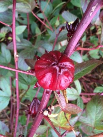 Thai Cajun Red Roselle Hibiscus, Florida Cranberry, Red Sorrel, Indian Sorrel, Sour-Leaf, Jamaican Sorrel, Flor de Jamaica