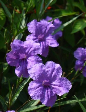 Purple Showers Mexican Petunia, Desert Petunia, Florida Bluebells, Mexican Bluebells