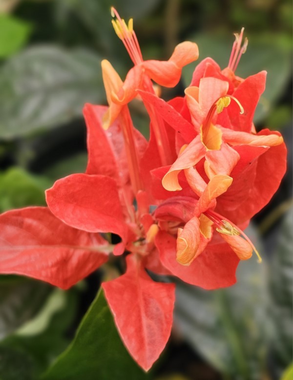 Peruvian Wild Petunia, Lobster Claw, Red Shrimp Plant, Fire Shrimp Plant, Colorama, Brazilian Flame Tree