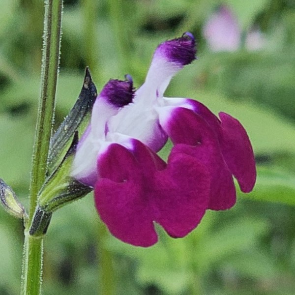 Amethyst Lips Salvia, Autumn Sage