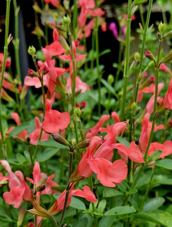 Apricot Spring Salvia