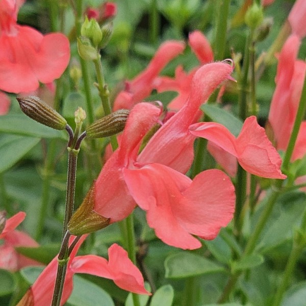 Apricot Spring Salvia
