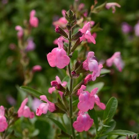 Mirage™ Pink Salvia, Autumn Sage