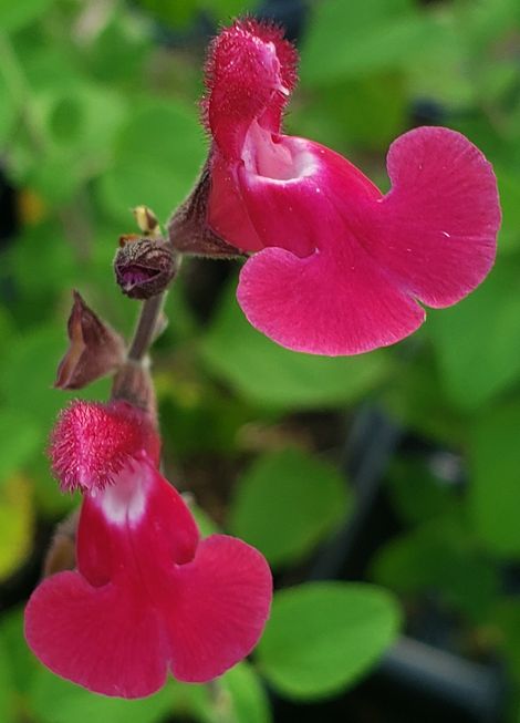 Pink Pong Salvia, Autumn Sage