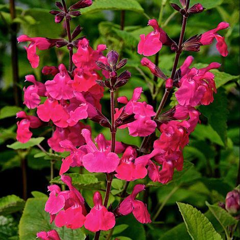 Pink Pong Salvia, Autumn Sage
