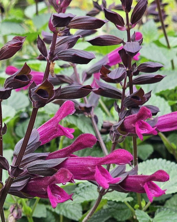 Plum Crazy Salvia, Anise Sage