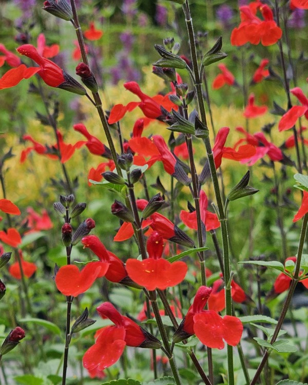 Royal Bumble Salvia, Littleleaf Sage