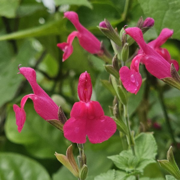 San Carlos Festival Salvia, Littleleaf Sage