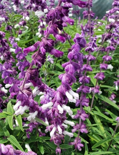 Bicolor Mexican Sage Bush Hummingbird Plants Almost Eden,How To Keep White Shirts White