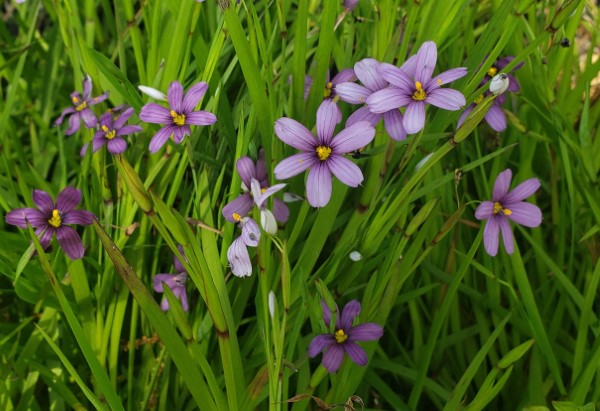 Purple-Eyed Grass