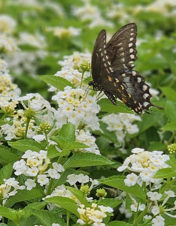 Silver Mound Lantana