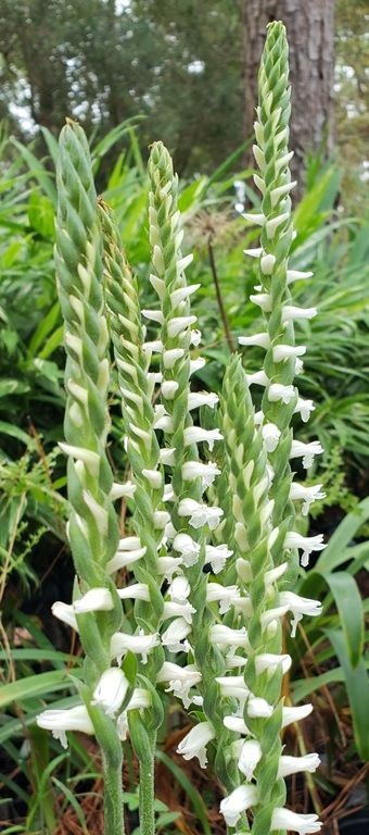 Chadd's Ford Fragrant Lady's Tresses Orchid, Marsh Lady's Tresses