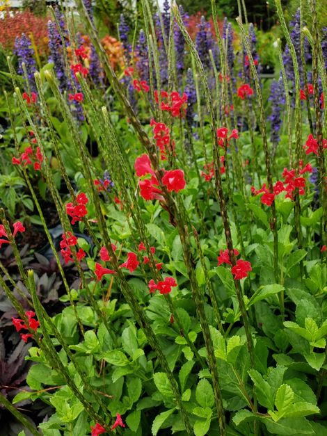 Dwarf Red Porterweed, Compact Red Porterweed, False Vervain