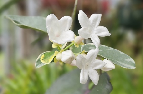 Variegated Stephanotis, Floradora, Madagascar Jasmine, Hawaiian Wedding Flower, Bride's Flower, Clustered Wax Flower