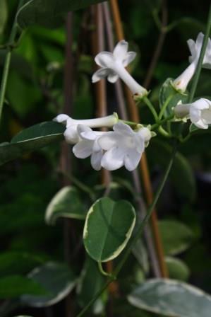Variegated Stephanotis, Floradora, Madagascar Jasmine, Hawaiian Wedding Flower, Bride's Flower, Clustered Wax Flower