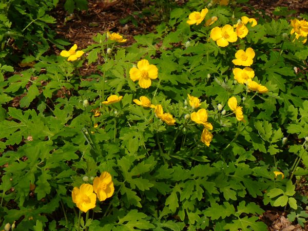 Celandine Poppy, Yellow Wood Poppy