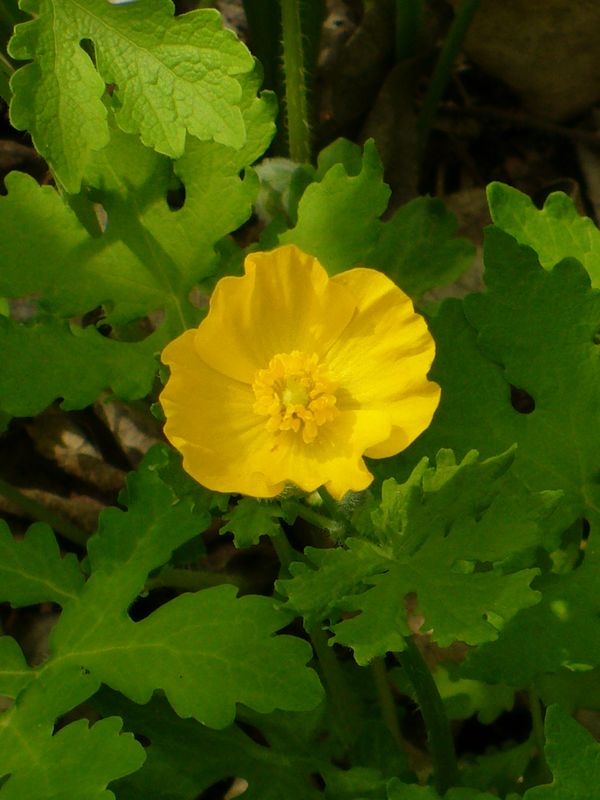 Celandine Poppy, Yellow Wood Poppy
