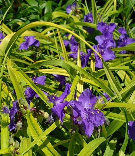 Sweet Kate Spiderwort Tradescantia Perennials All Almost Eden,How To Keep Cats Away From Your House