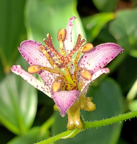 Variegated Toad Lilies, Toadlily