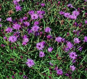 Summer's Swan Song Ironweed