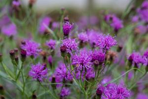 Summer's Surrender Ironweed