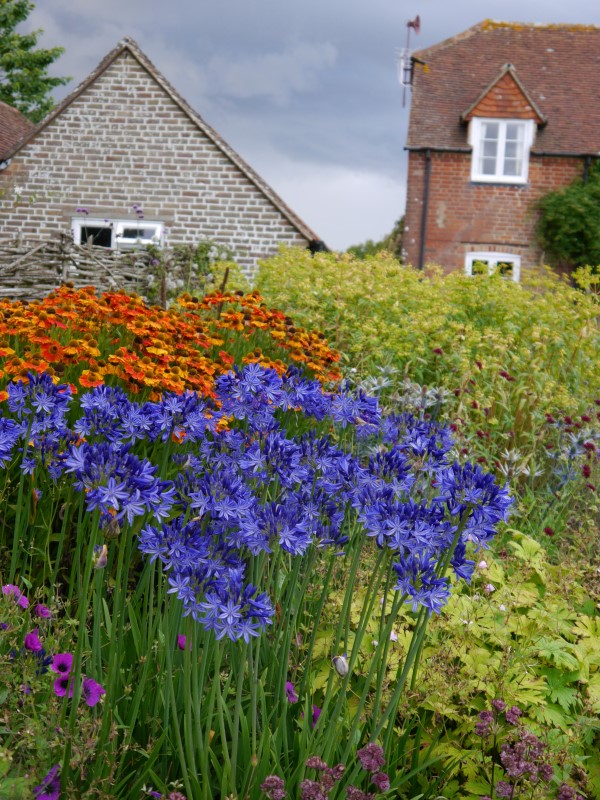 Northern Star Lily of the Nile, Agapanthus