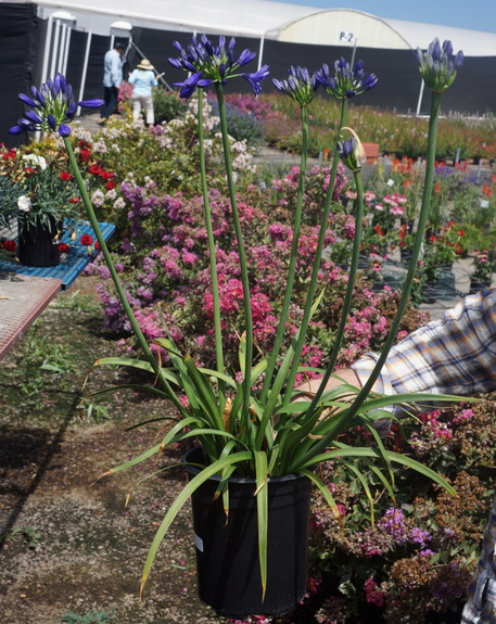 Northern Star Lily of the Nile, Agapanthus