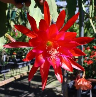 Fifty Grand Orchid Cactus, Epiphyllum Fifty Grand