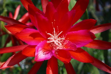 Fifty Grand Orchid Cactus, Epiphyllum Fifty Grand