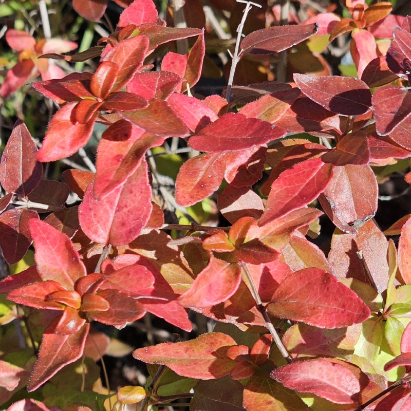 Peach Perfection® Abelia