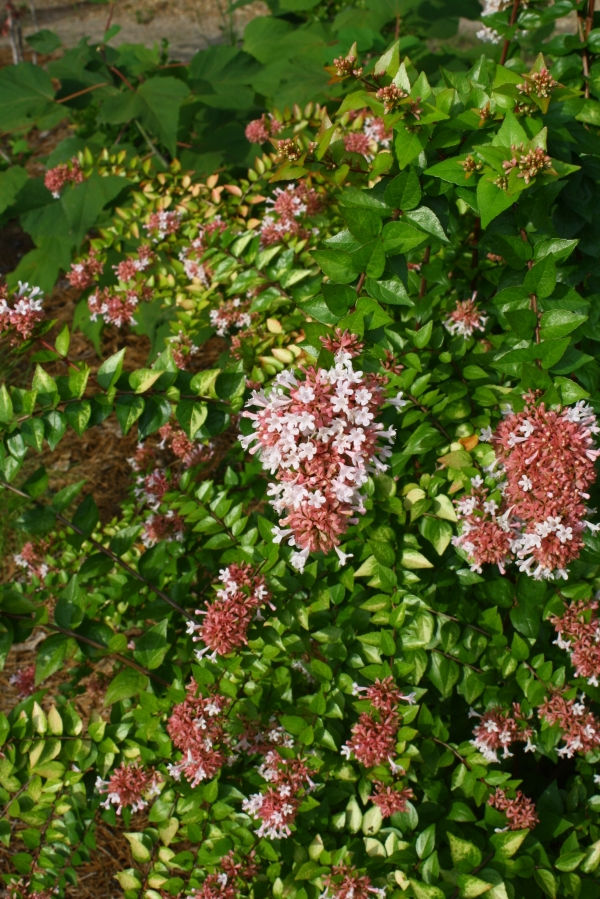 Canyon Creek Glossy Abelia