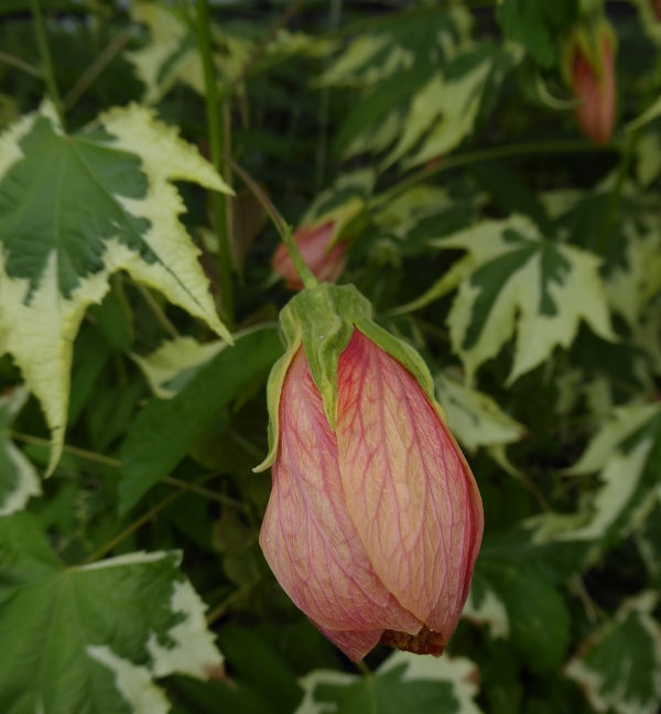 Souvenir de Bonn Variegated Abutilon, Flowering Maple Tree, Parlor Maple