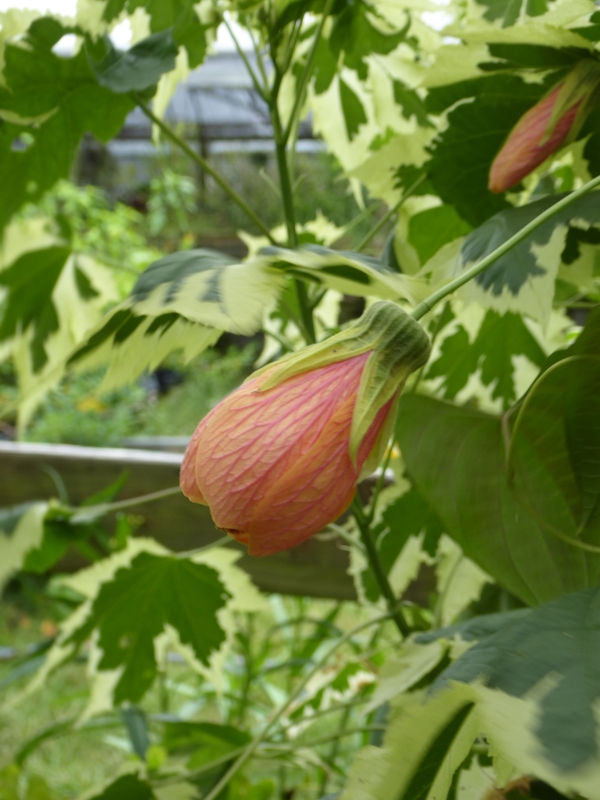 Souvenir de Bonn Variegated Abutilon, Flowering Maple Tree, Parlor Maple