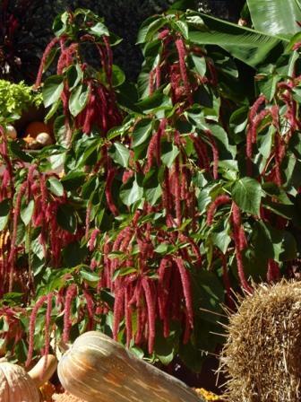 Giant Chenille Plant, Red-Hot Cats Tail