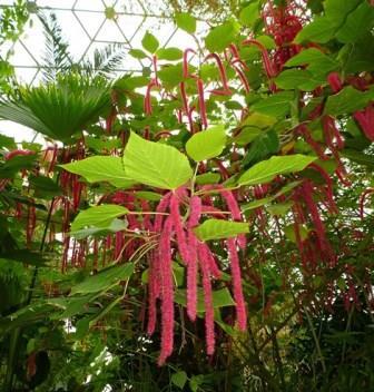 Giant Chenille Plant, Red-Hot Cats Tail