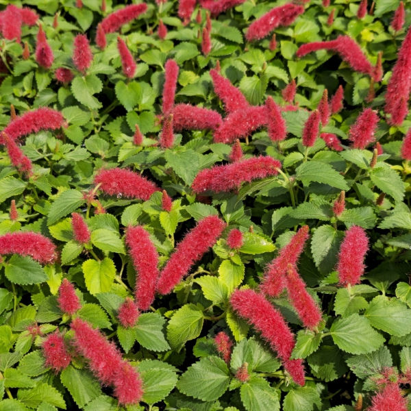 Trailing Chenille Plant, Strawberry Firetails, Red-Hot Cat's Tail, Kitten's Tail, Strawberry Firetails, Dwarf Chenille Plant