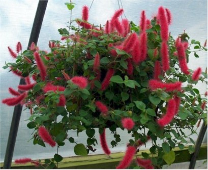 Trailing Chenille Plant, Strawberry Firetails, Red-Hot Cat's Tail, Kitten's Tail, Strawberry Firetails, Dwarf Chenille Plant