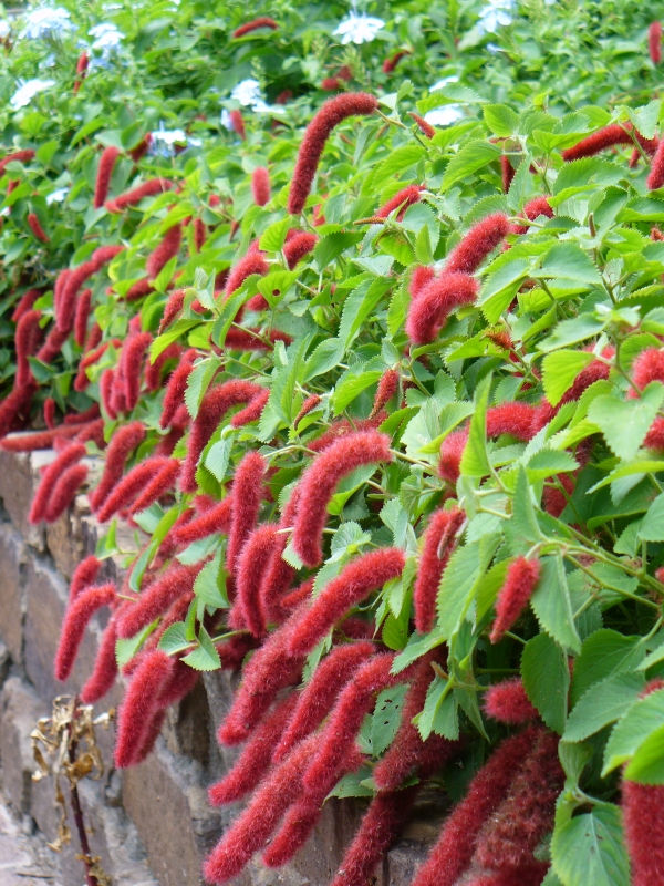 Trailing Chenille Plant, Strawberry Firetails, Red-Hot Cat's Tail, Kitten's Tail, Strawberry Firetails, Dwarf Chenille Plant