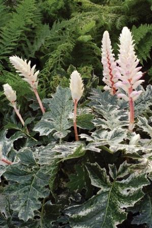 Whitewater Variegated Bear's Breeches, Grecian Pattern Plant