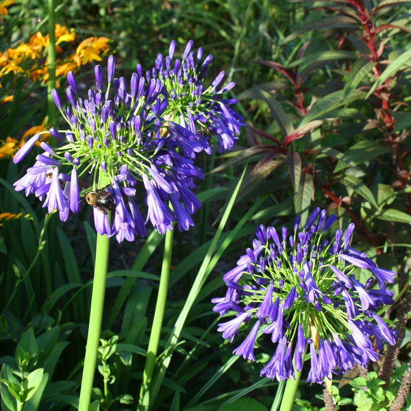 Elaine Lily of the Nile, Agapanthus
