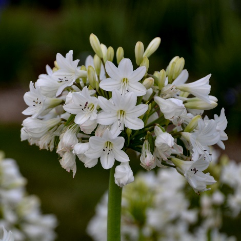 Galaxy White Agapanthus, Lily of the Nile