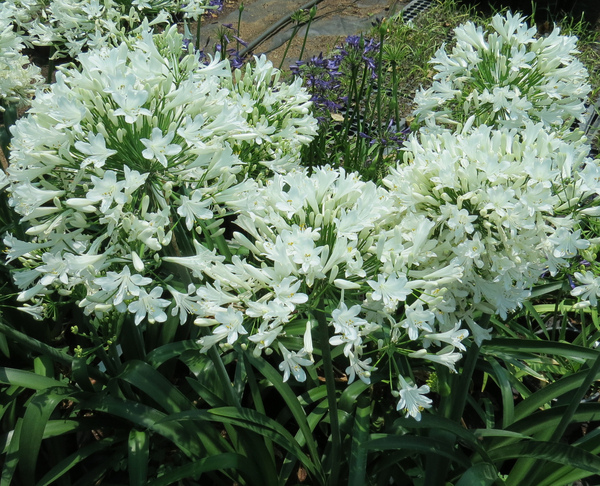 Ice Angel™ Lily of the Nile, Agapanthus