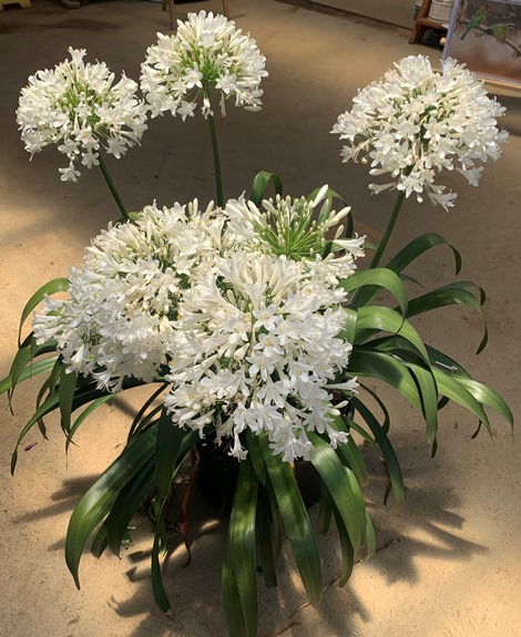 Ice Angel™ Lily of the Nile, Agapanthus