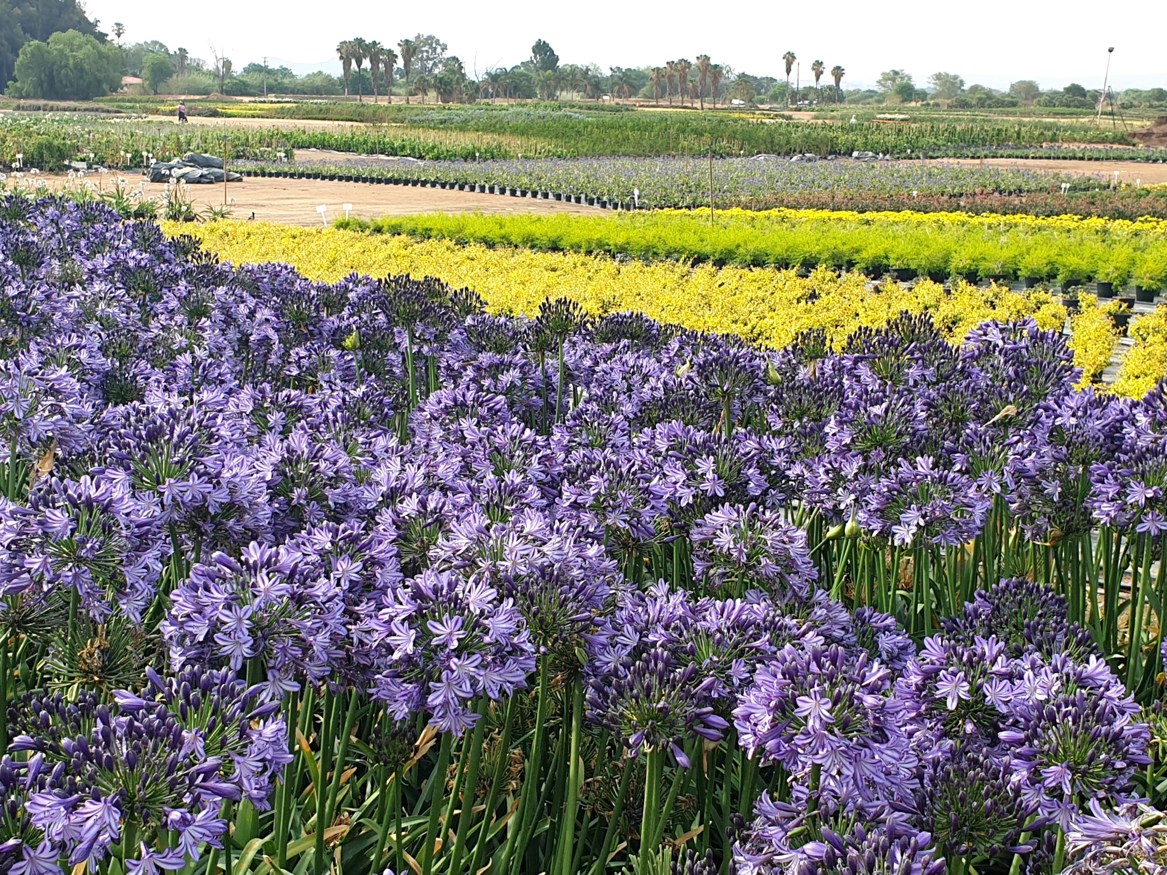 Poppin' Star Lily of the Nile, Agapanthus