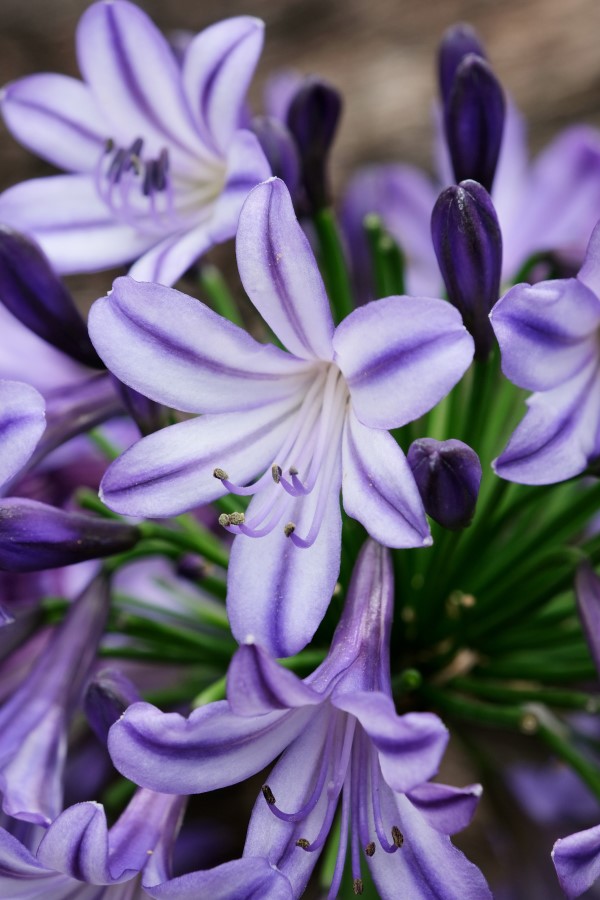 Poppin' Star Lily of the Nile, Agapanthus