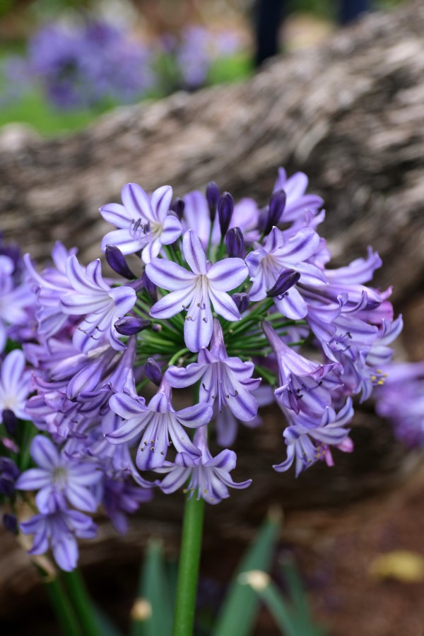 Poppin' Star Lily of the Nile, Agapanthus