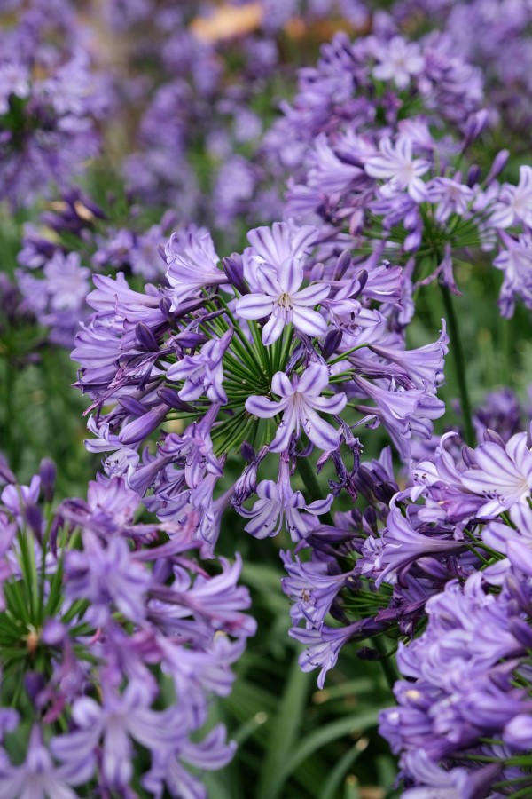 Poppin' Star Lily of the Nile, Agapanthus