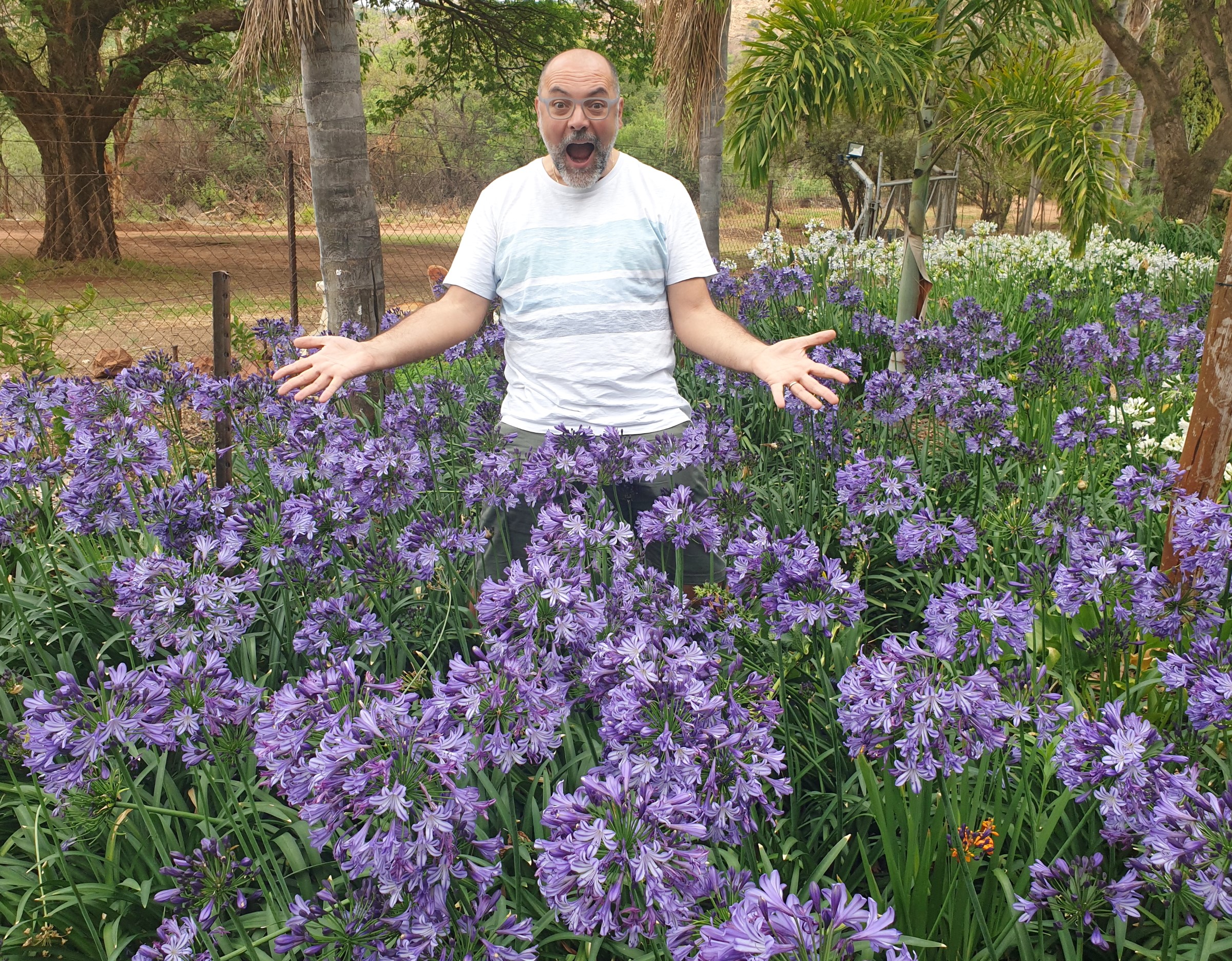 Poppin' Star Lily of the Nile, Agapanthus