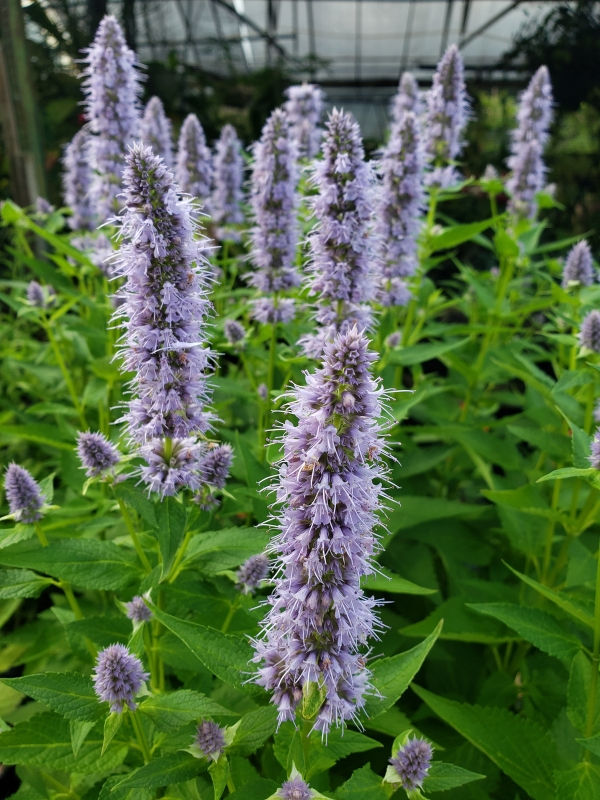 Blue Fortune Agastache, Hyssop